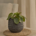 Abala Rustic Grey Cement Plant Pot - Laura James
