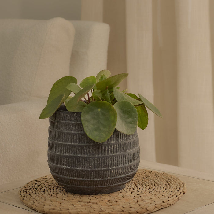 Abala Rustic Grey Cement Plant Pot - Laura James