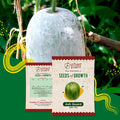 Ash Gourd Seeds Urban Plant