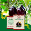 Brinjal Seeds Urban Plant