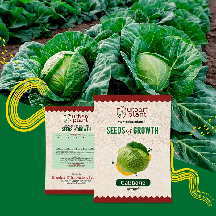 Cabbage Seeds Urban Plant