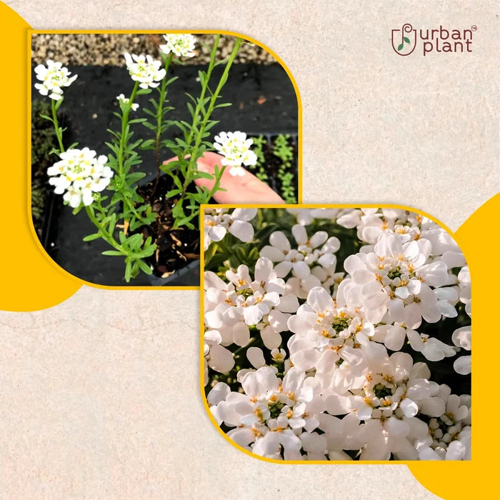 Candytuft Mix Flower Seeds Flower Seed Urban Plant