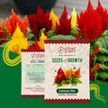 Celosia Mix Flower Seeds Urban Plant