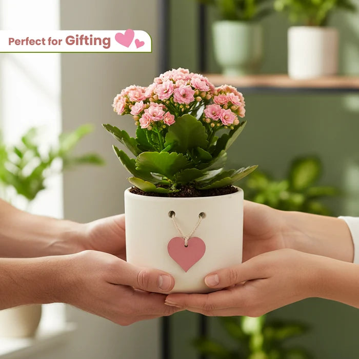 Urban Plant Cherish terracotta pot perfect for gifting