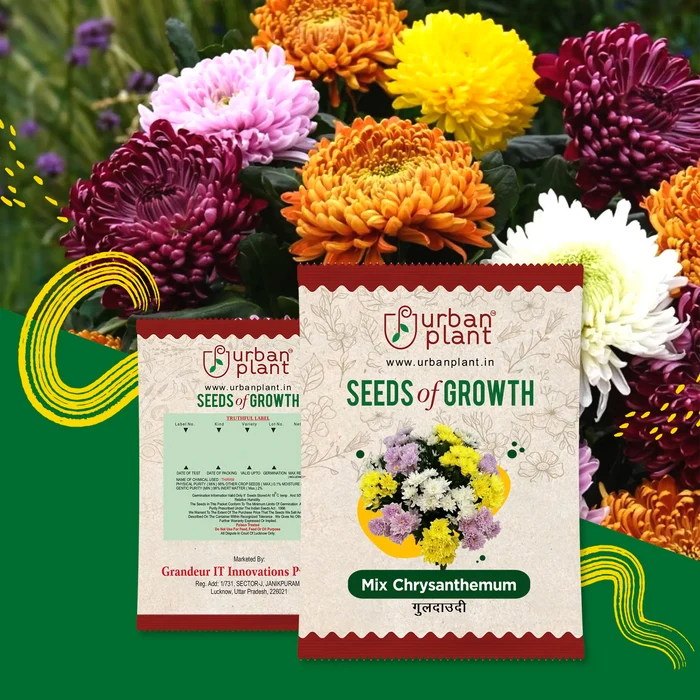 Chrysanthemum Mix (Guldaudi) Flower Seeds Urban Plant