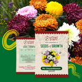 Chrysanthemum Mix (Guldaudi) Flower Seeds Urban Plant