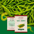 Cluster Beans Seeds Urban Plant