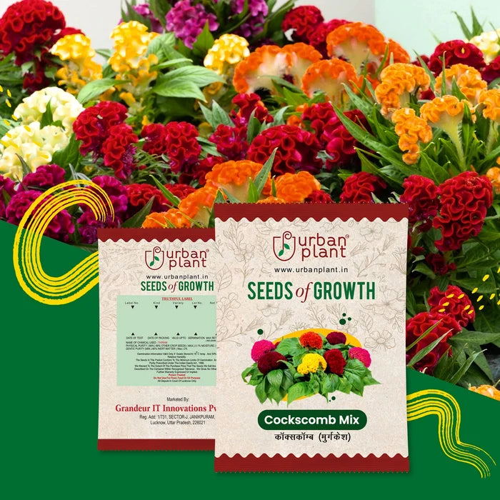 Cockscomb Mix Flower Seeds Flower Seed Urban Plant