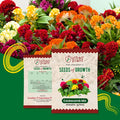 Cockscomb Mix Flower Seeds Flower Seed Urban Plant