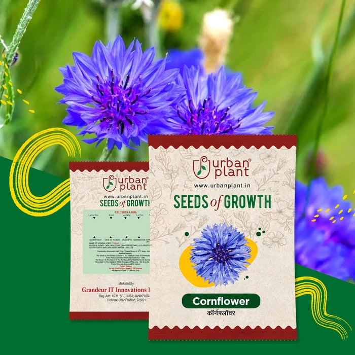 Corn Flower Seeds Urban Plant