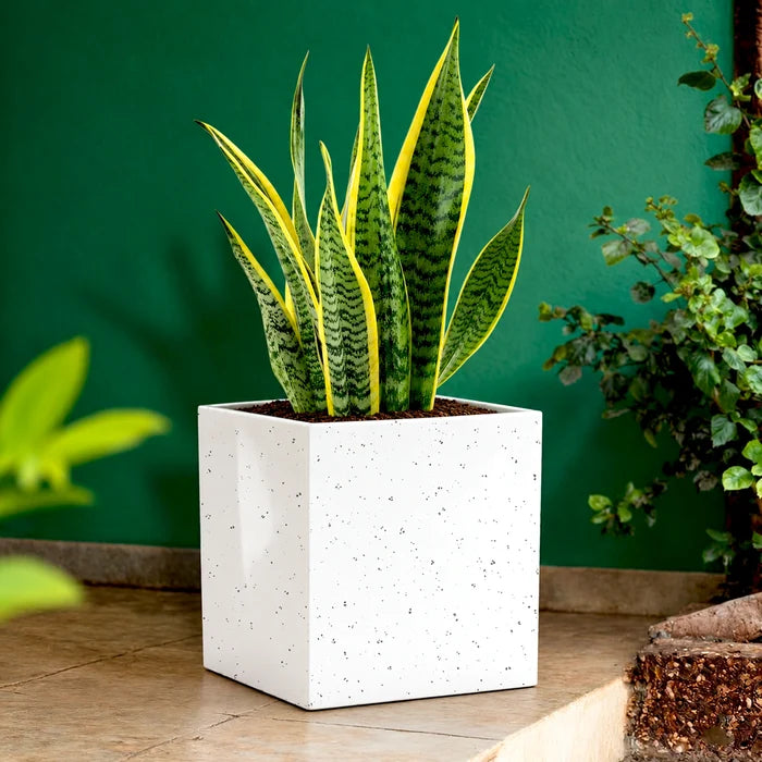 CUBIX Fiber Planter - L13 (5-Year Warranty)