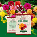 Dahlia Mix Flower Seeds Urban Plant
