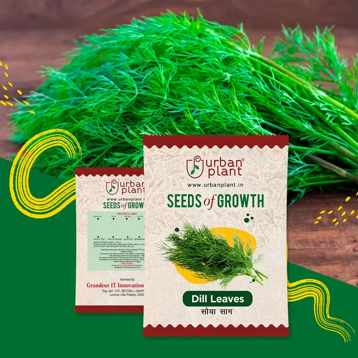Dill Leaves (Soya Saag) Seeds Vegetable Seed Urban Plant