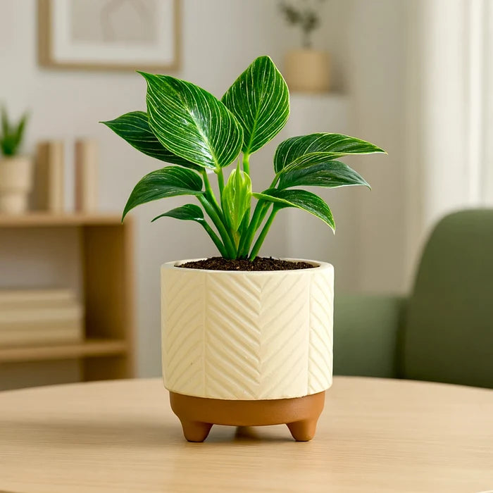Emerald Terracotta Pot Urban Plant