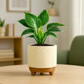 Emerald Terracotta Pot Urban Plant