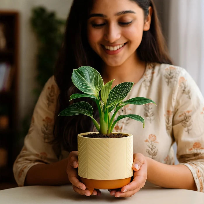 Emerald Terracotta Pot Urban Plant