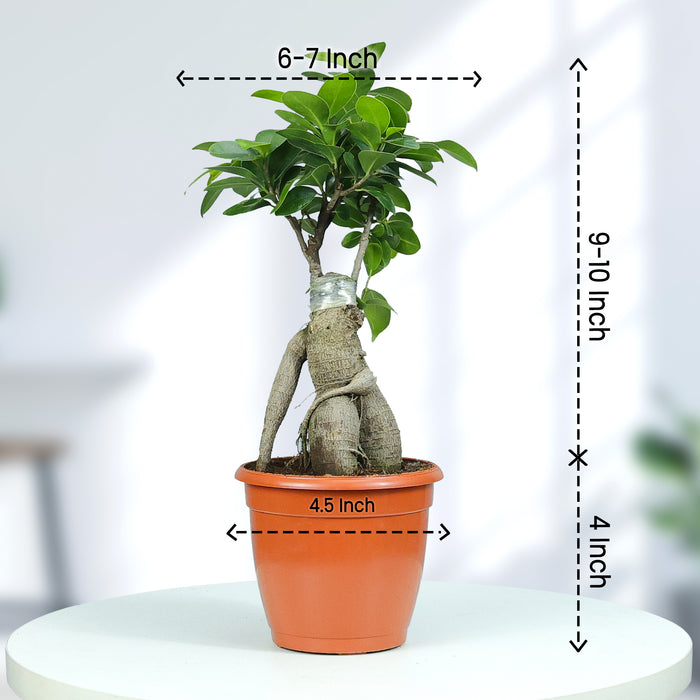 Ficus Bonsai Plant in Grower Pot Urban Plant size