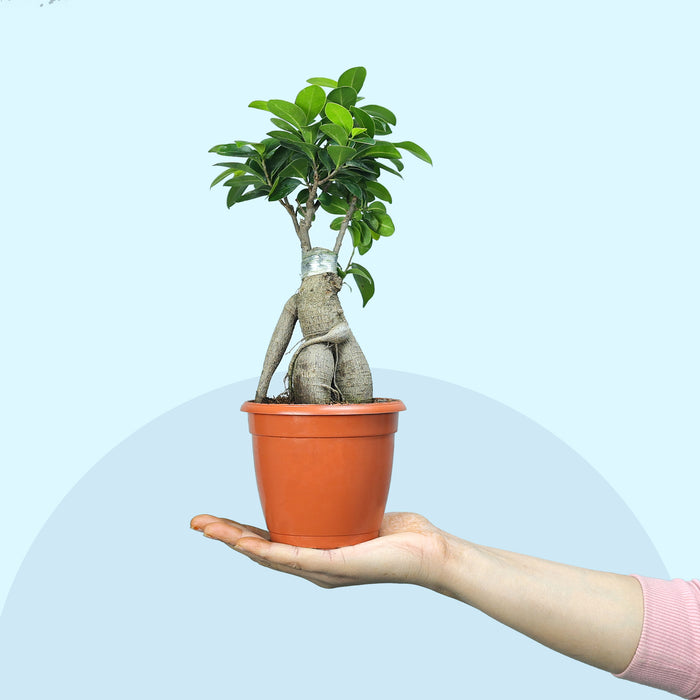 Ficus Bonsai Plant in Grower Pot Urban Plant lifestyle