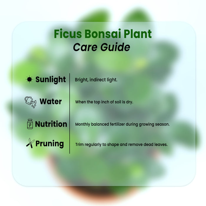Ficus Bonsai Plant in Grower Pot Urban Plant care guide