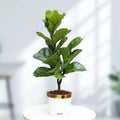 Fiddle Leaf Fig Plant (Ficus Lyrata) Plant Urban Plant Plantura Pot Medium