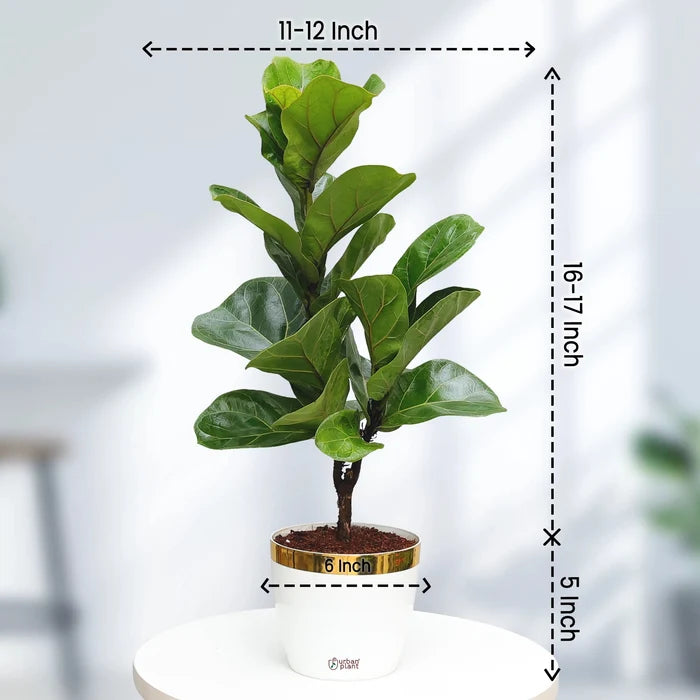 Fiddle Leaf Fig Plant (Ficus Lyrata) Plant Urban Plant