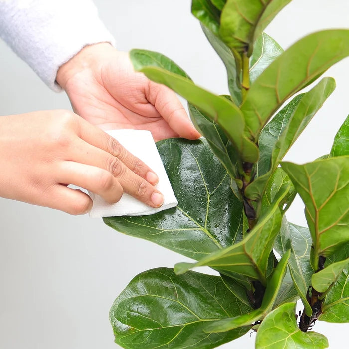 Fiddle Leaf Fig Plant (Ficus Lyrata) Plant Urban Plant