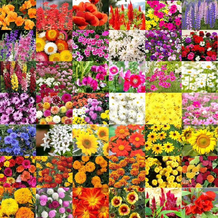 Flowers Seeds Bank – 40 plus Varieties - 4560 Seeds Flower Seed Urban Plant