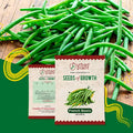 French Bean Seeds Urban Plant