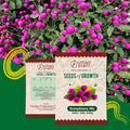 Gomphrena Mix Flower Seeds Urban Plant