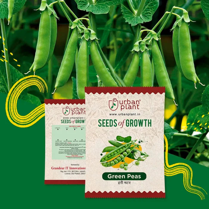 Green Peas Seeds Vegetable Seed Urban Plant