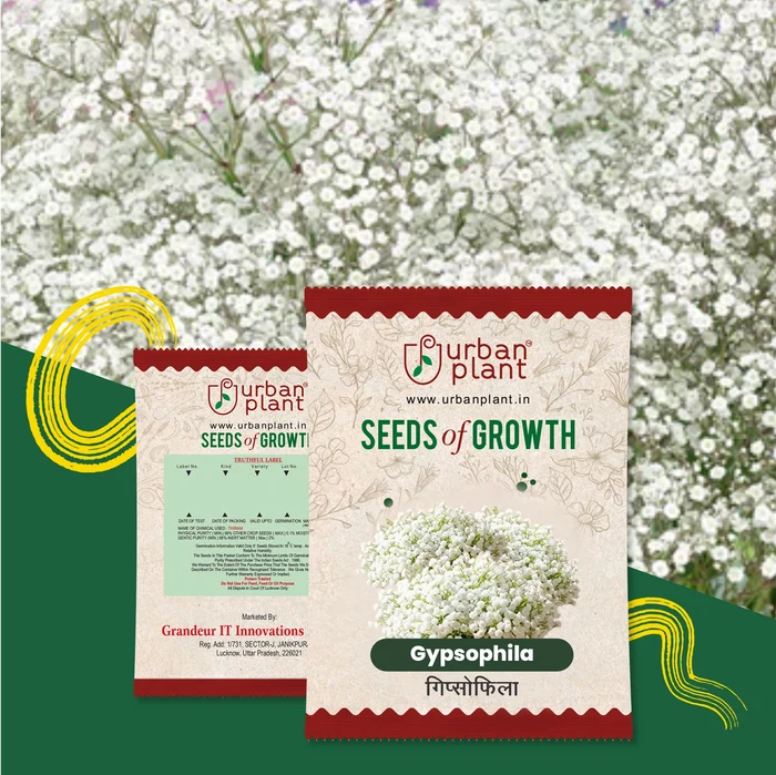 Gypsophila Flower Seeds Flower Seed Urban Plant