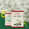 Gypsophila Flower Seeds Flower Seed Urban Plant