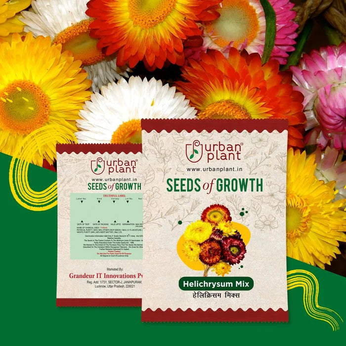 Helichrysum Mix Flower Seeds Urban Plant