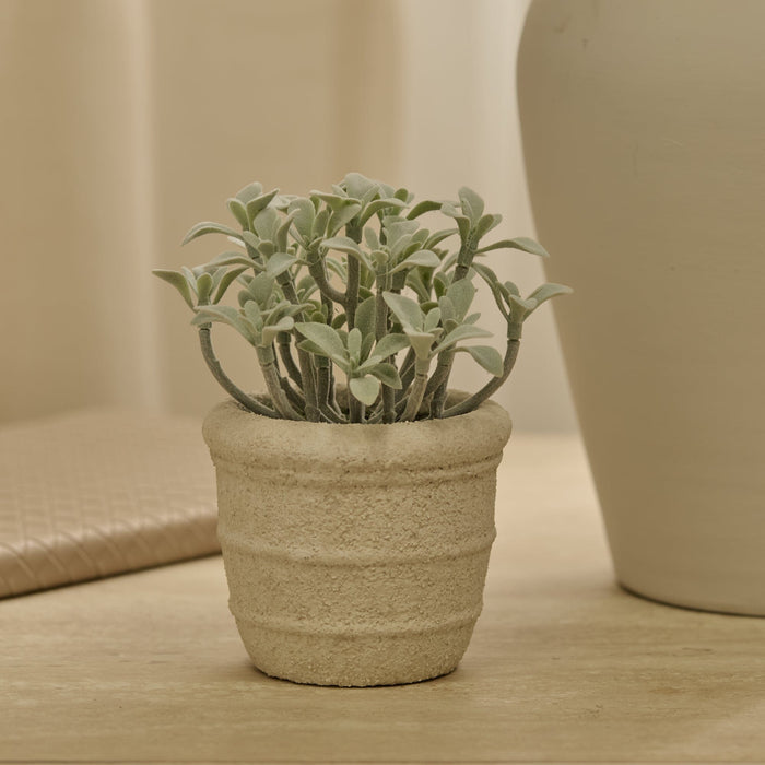 Kew_14cm_Succulent_in_Paper_Mache_Pot-1 - Laura James