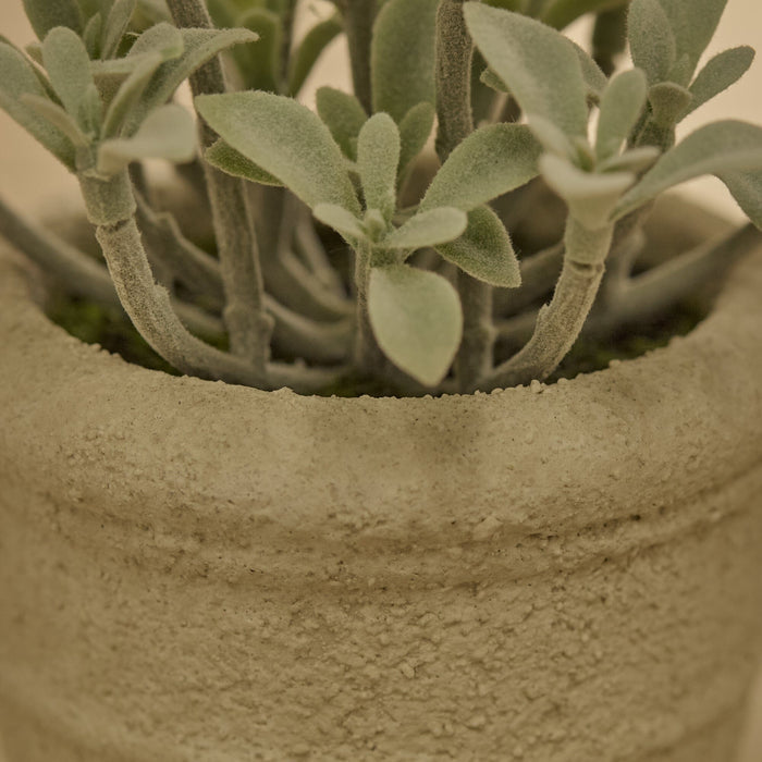 Kew_14cm_Succulent_in_Paper_Mache_Pot-1 - Laura James