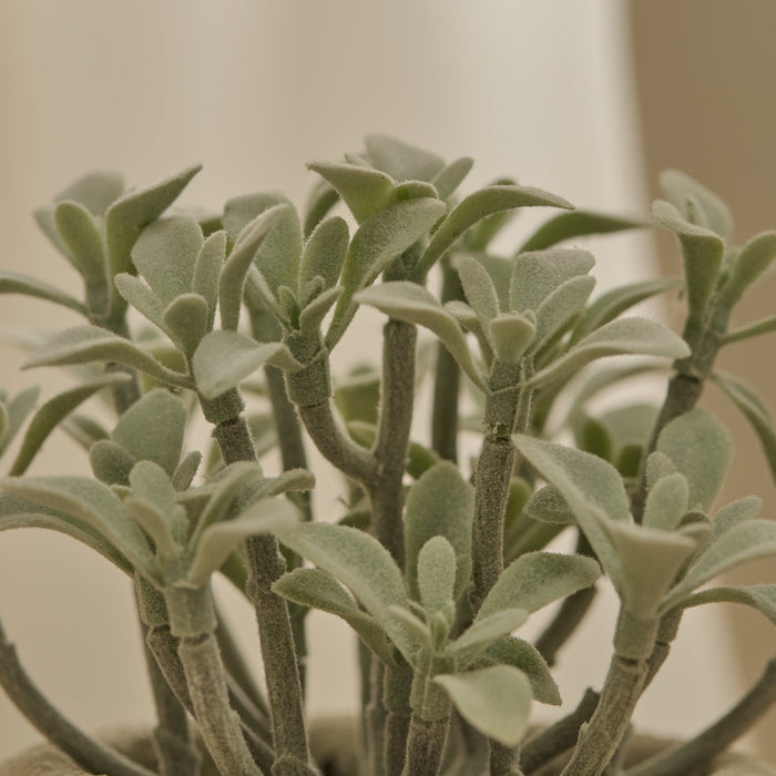 Kew_14cm_Succulent_in_Paper_Mache_Pot-1 - Laura James