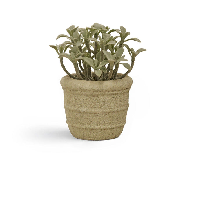Kew_14cm_Succulent_in_Paper_Mache_Pot-1 - Laura James