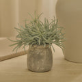 Kew_17cm_Acorus_Calamus_in_Ceramic_Pot-1-0 - Laura James