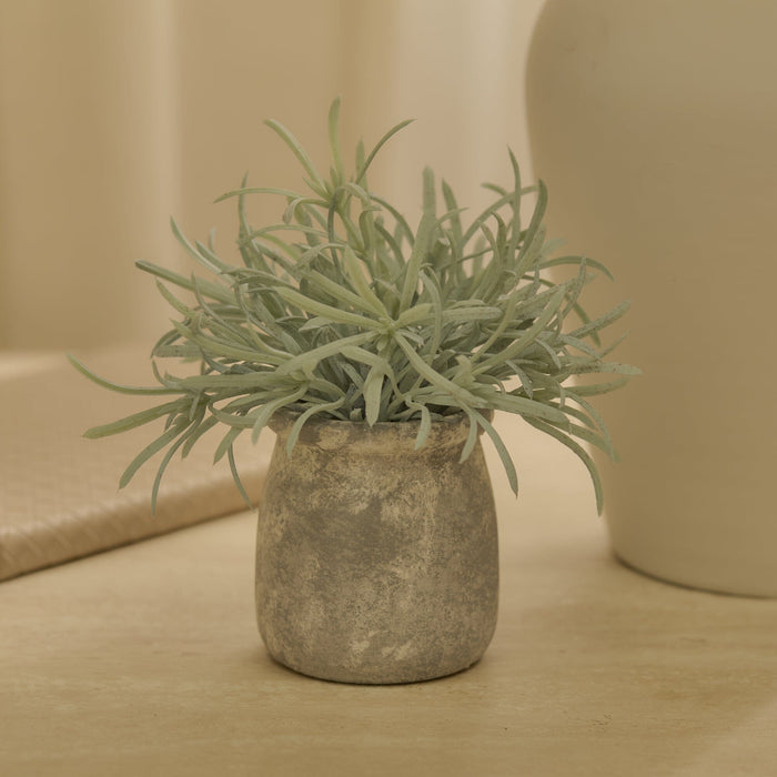 Kew_17cm_Acorus_Calamus_in_Ceramic_Pot-1-0 - Laura James