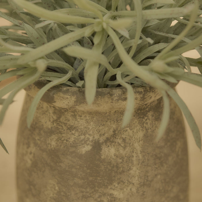 Kew_17cm_Acorus_Calamus_in_Ceramic_Pot-1-0 - Laura James