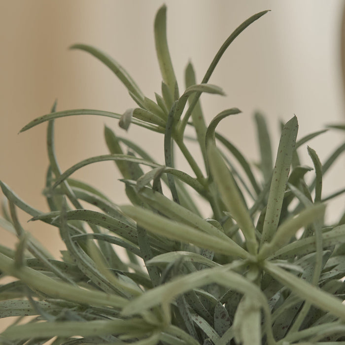Kew_17cm_Acorus_Calamus_in_Ceramic_Pot-1-0 - Laura James