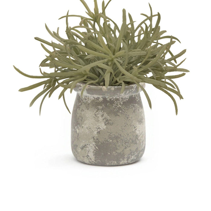 Kew_17cm_Acorus_Calamus_in_Ceramic_Pot-1-0 - Laura James