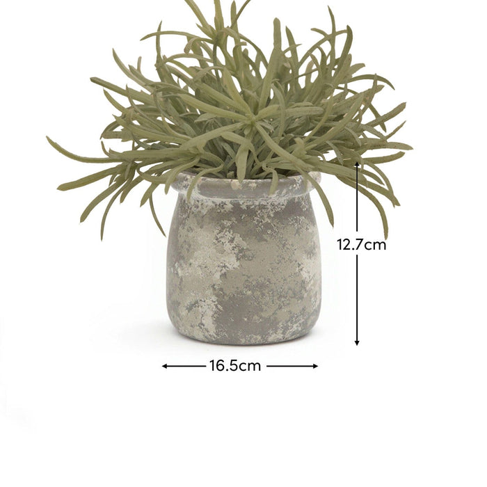 Kew_17cm_Acorus_Calamus_in_Ceramic_Pot-1-0 - Laura James