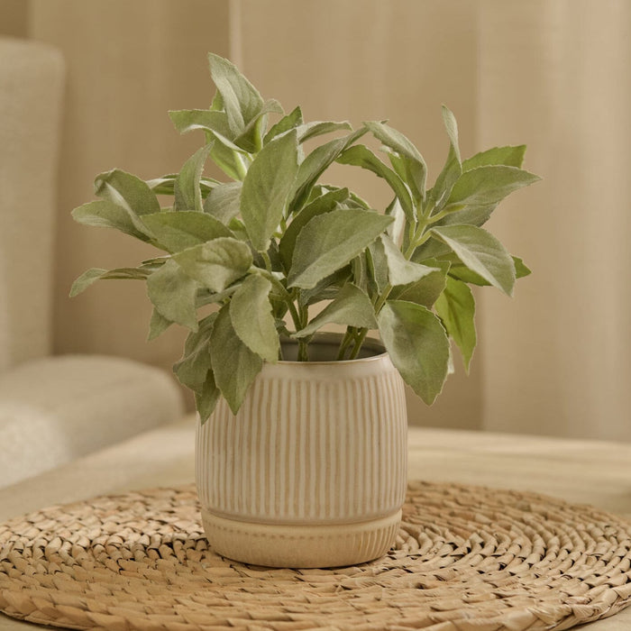 Kew 21cm Salvia Officinalis In Ceramic Pot - Laura James