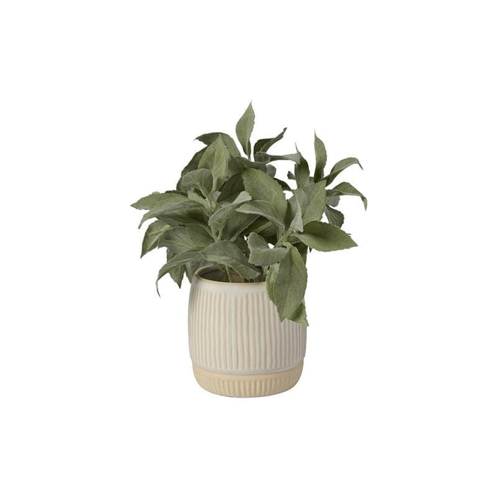 Kew 21cm Salvia Officinalis In Ceramic Pot - Laura James