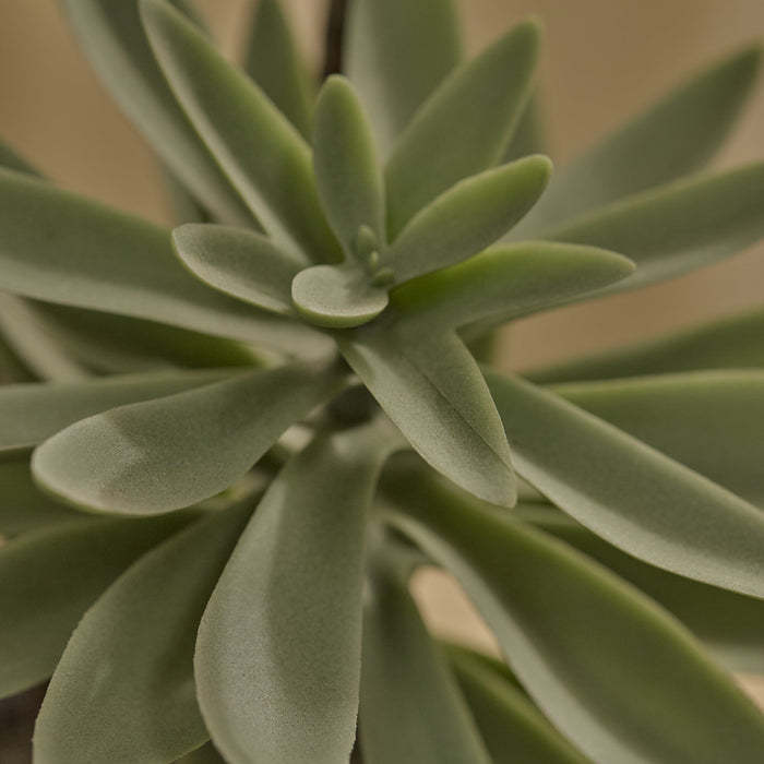 Kew 48cm Succulent In Paper Mache Pot - Laura James