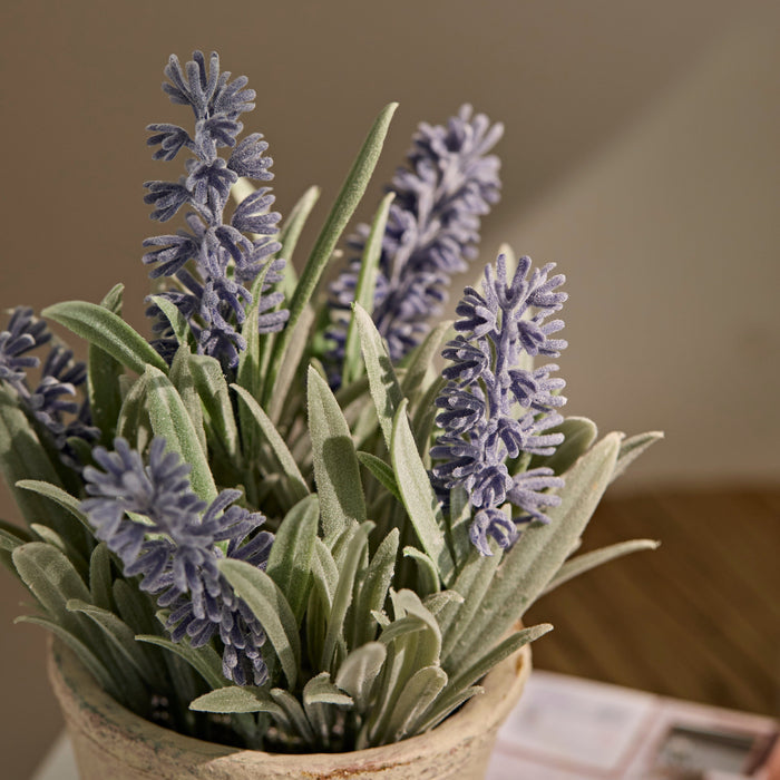 Kew Lavender Plant in Cement Pot - 18cm - Laura James