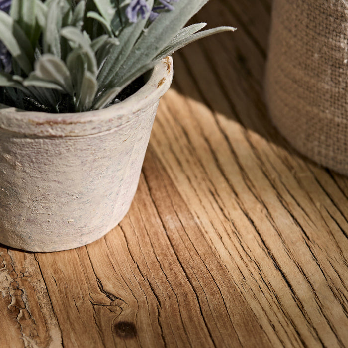 Kew Lavender Plant in Cement Pot - 18cm - Laura James