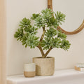Kew Succulent in Cement Pot - 40cm - Laura James