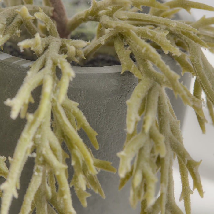 Kew Trailing Succulent in Cement Pot - 20cm - Laura James